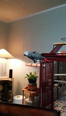 Ce perroquet demande à Alexa de stopper la musique !