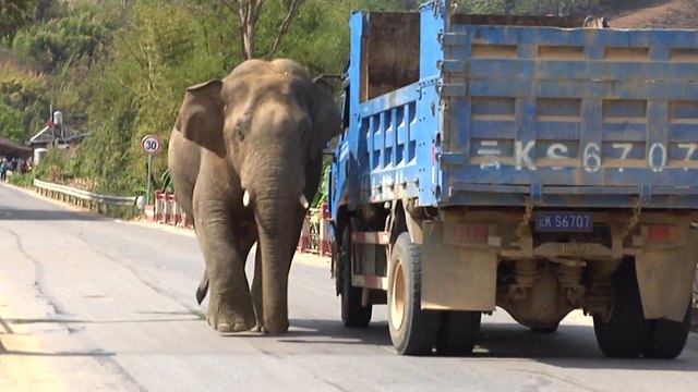 ‘Lovesick’ elephant wanders into Chinese town after losing fight for mate