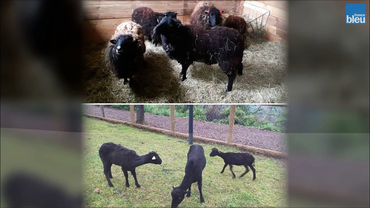 Tonte des moutons : reportage à la ferme Susan Lenglen dans le 15è arrondissement