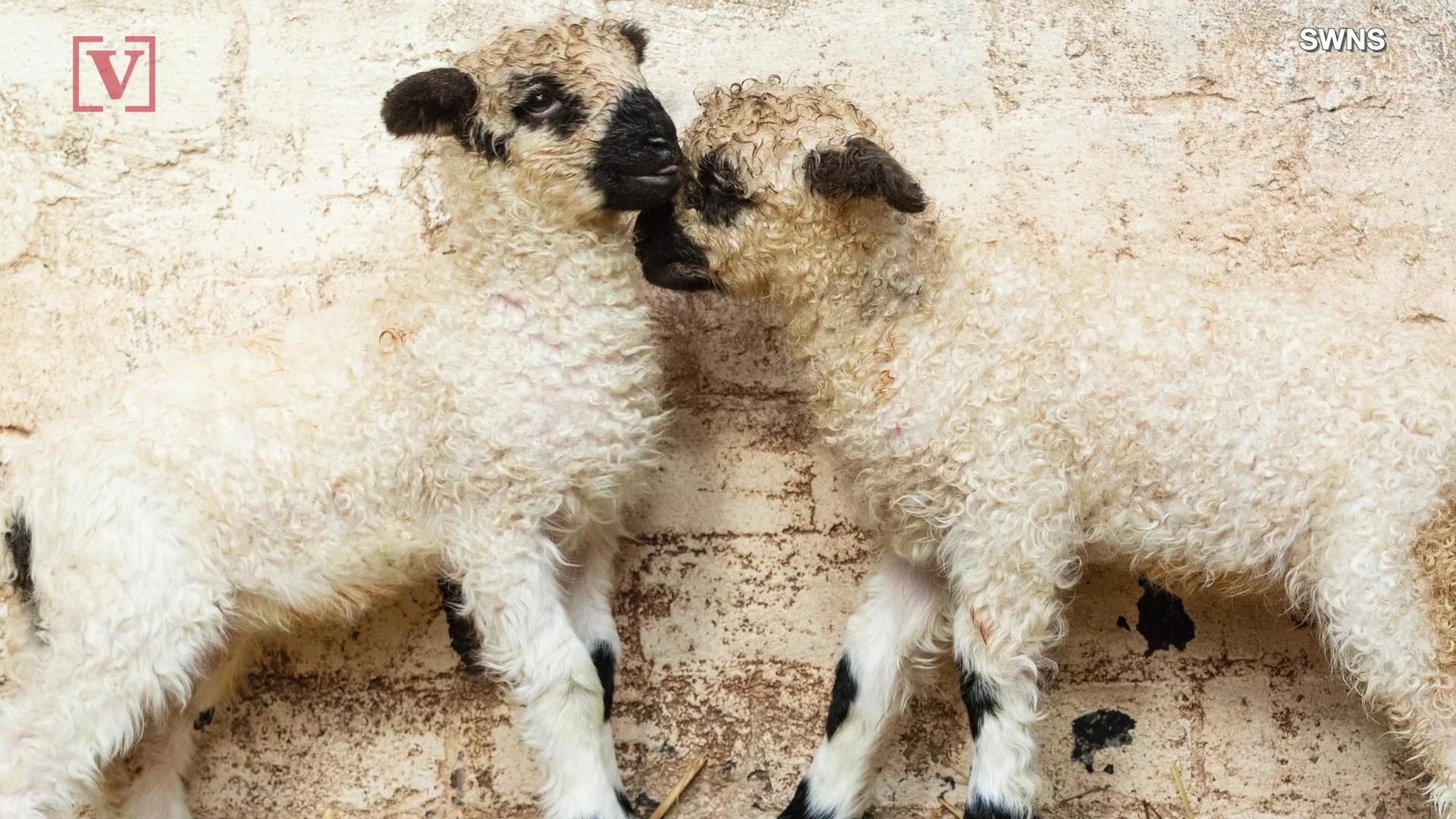 ⁣These Adorable Little Lambs Kissing Will Make Your Day