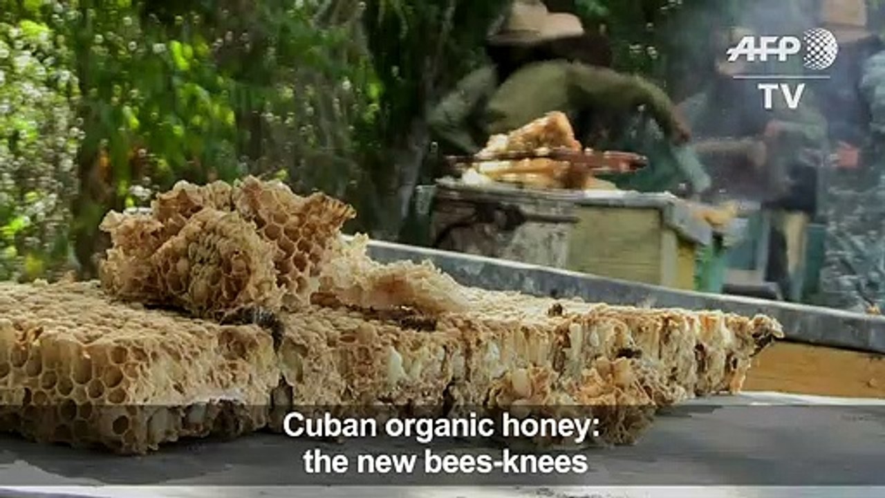 Cuba's worker bees boost thriving honey business