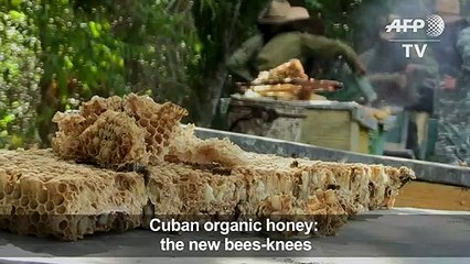 Cuba's worker bees boost thriving honey business