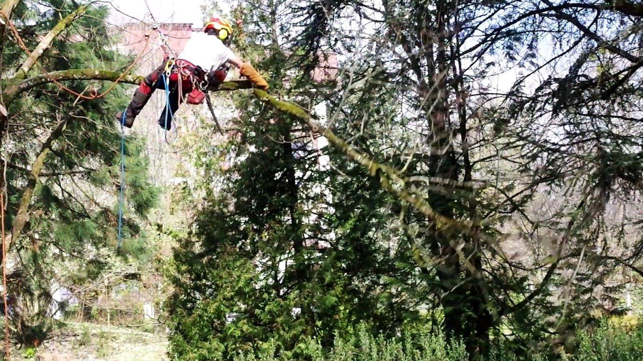 Capricorne asiatique  une centaine d’arbres abattus à Divonne