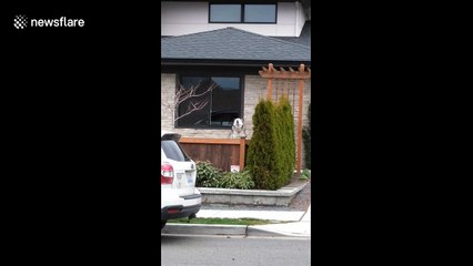 Huge dog howls to let neighbors know the train is here