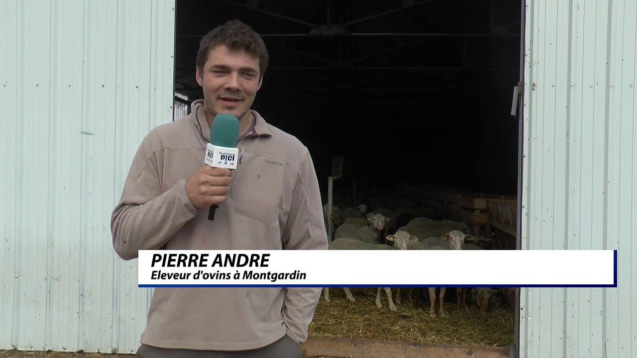 D!CI TV : les beaux jours arrivent, les bêtes rejoignent les pâturages !