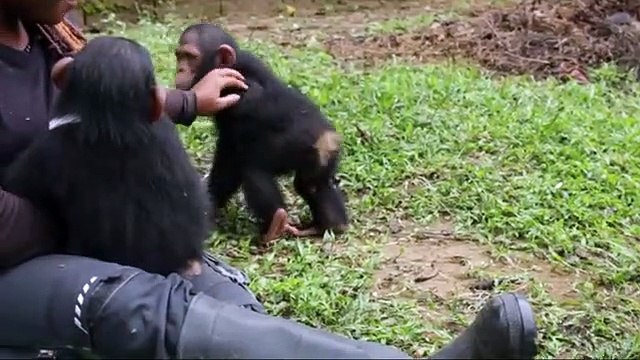 Cette femme qui aide les bébés singes orphelins va être très surprise. Regardez !