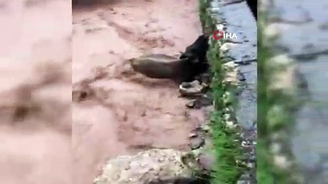 Dargeçit'te selde büyükbaş hayvan mahsur kaldı