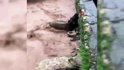 Dargeçit'te selde büyükbaş hayvan mahsur kaldı