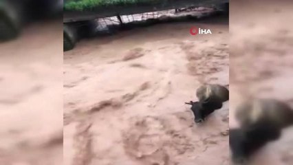 Dargeçit'te Selde Büyükbaş Hayvan Mahsur Kaldı