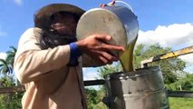النحل العضوي في كوبا يعزز تجارة العسل المزدهرة