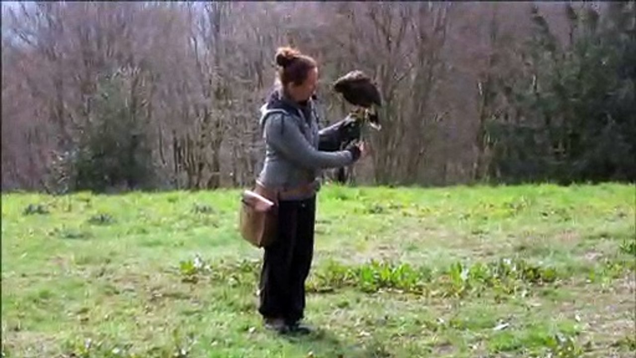 Rapaces en vol à Saint-Léger-sous-Beuvray
