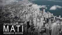 Jutaan Burung Mati Akibat Gedung Pencakar Langit