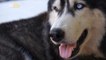 Animal Rescue Groups Blame ‘Game of Thrones’ On Increased Abandonment of Wolf-Like Dogs