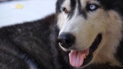Animal Rescue Groups Blame ‘Game of Thrones’ On Increased Abandonment of Wolf-Like Dogs