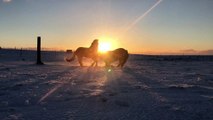 Stallions Play During Stellar Sunrise