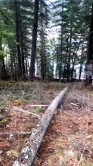 Deer Walks Around With Broken Neck