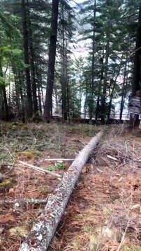 Deer Walks Around With Broken Neck