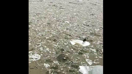 Un helicoptère aperçoit un élan isolé au milieu d'une rivière