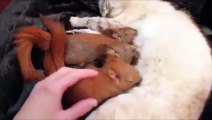 Des bébés écureuils viennent boire le lait d'une maman chien. Trop mignon