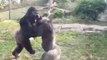 Ils filment un impressionnant combat de gorilles au zoo