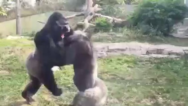 Ils filment un impressionnant combat de gorilles au zoo