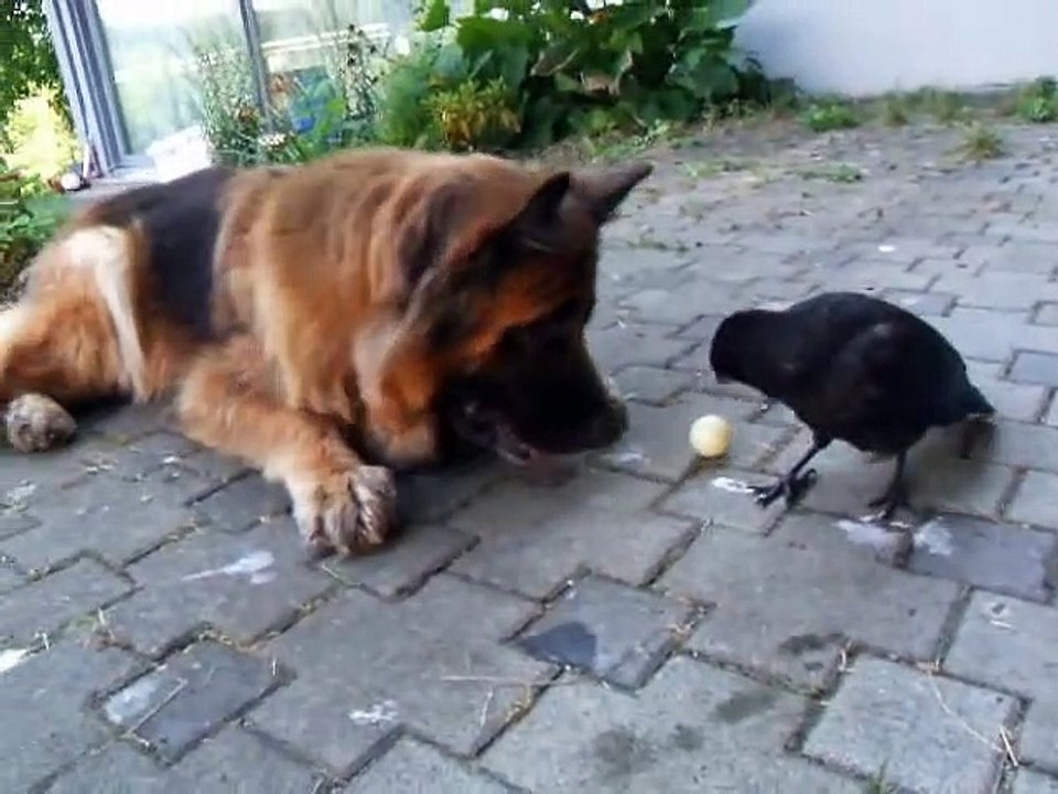 Un corbeau joue à la balle avec un chien... Trop mignon