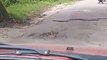 Il croise un énorme cobra en pleine route