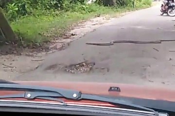 Il croise un énorme cobra en pleine route