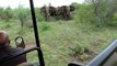 Ce guide safari reste très calme face à un troupeau d'éléphants en colère !