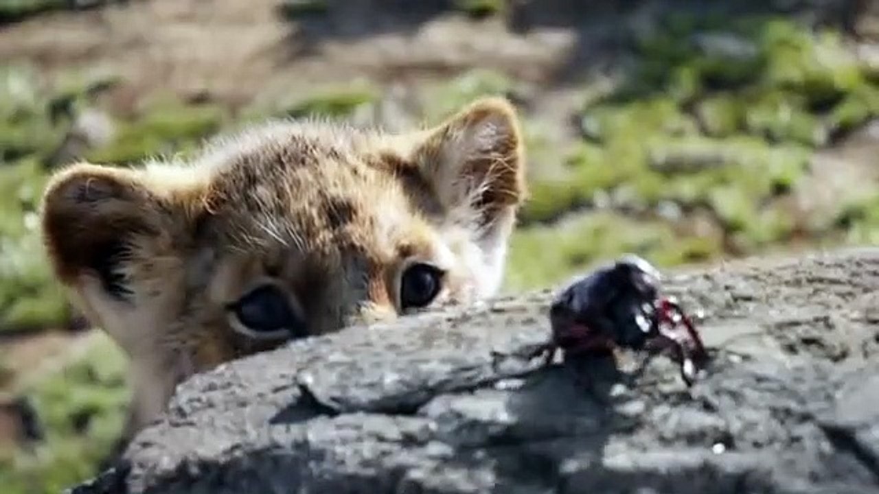 El  rey León  Trailer 20199