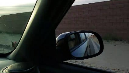 Lighting Fast Doberman Pinscher Running