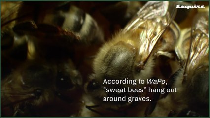 A Woman Found Four Bees Living Inside Her Eye