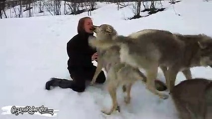 Anneleri Ölen Kurt Yavrularını Besleyip Büyütüp Doğaya Saldıktan Sonra Onları Ziyarete Giden Kadın ve Kurtların Minnettarlığı