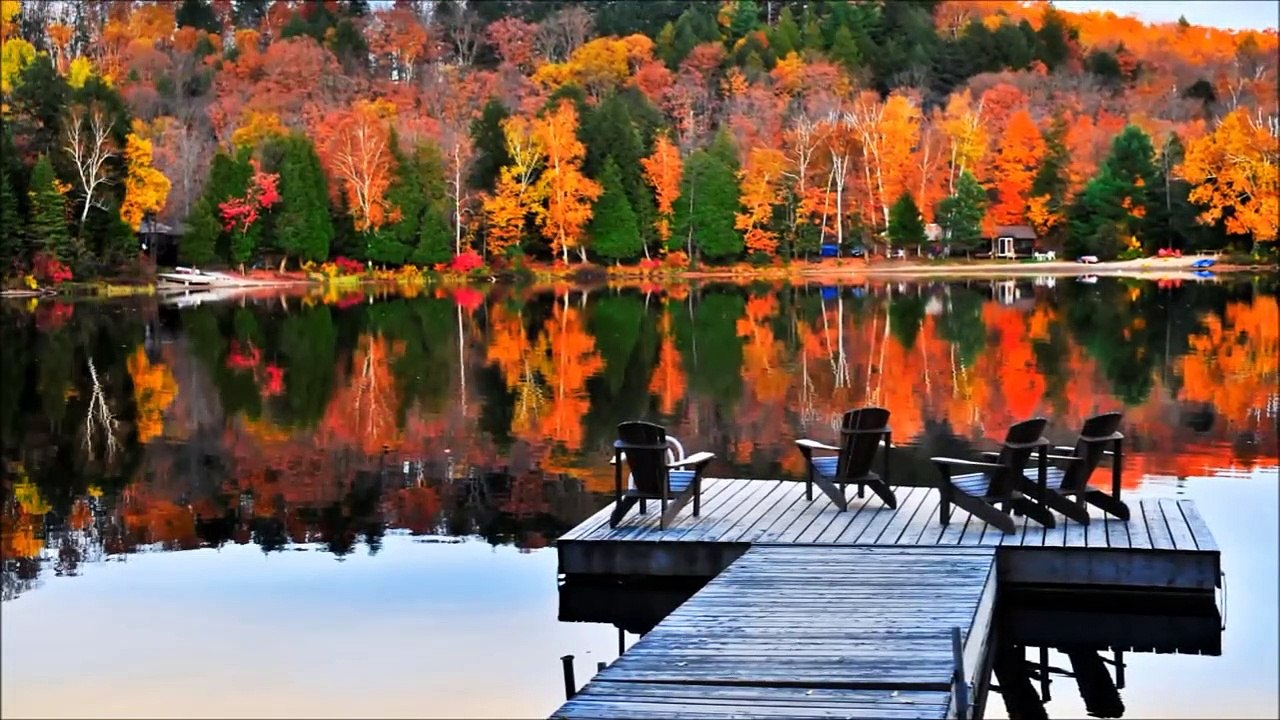 De la musique pour les Chats - 30 minutes - Musique Relaxante pour chat et chaton