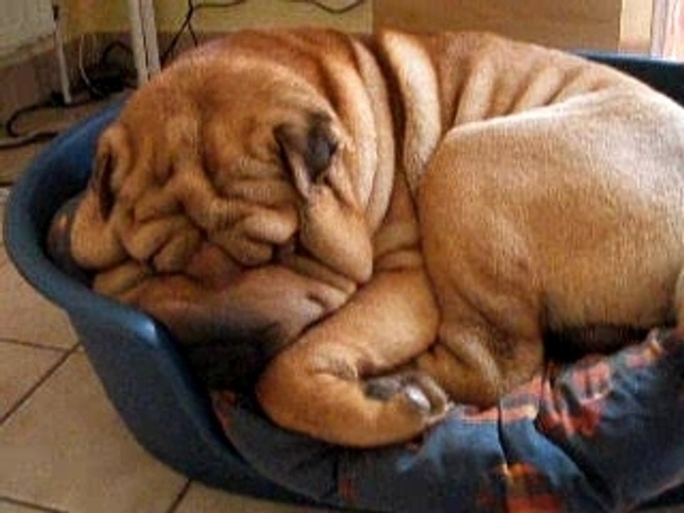 Shar peï = Hamburger