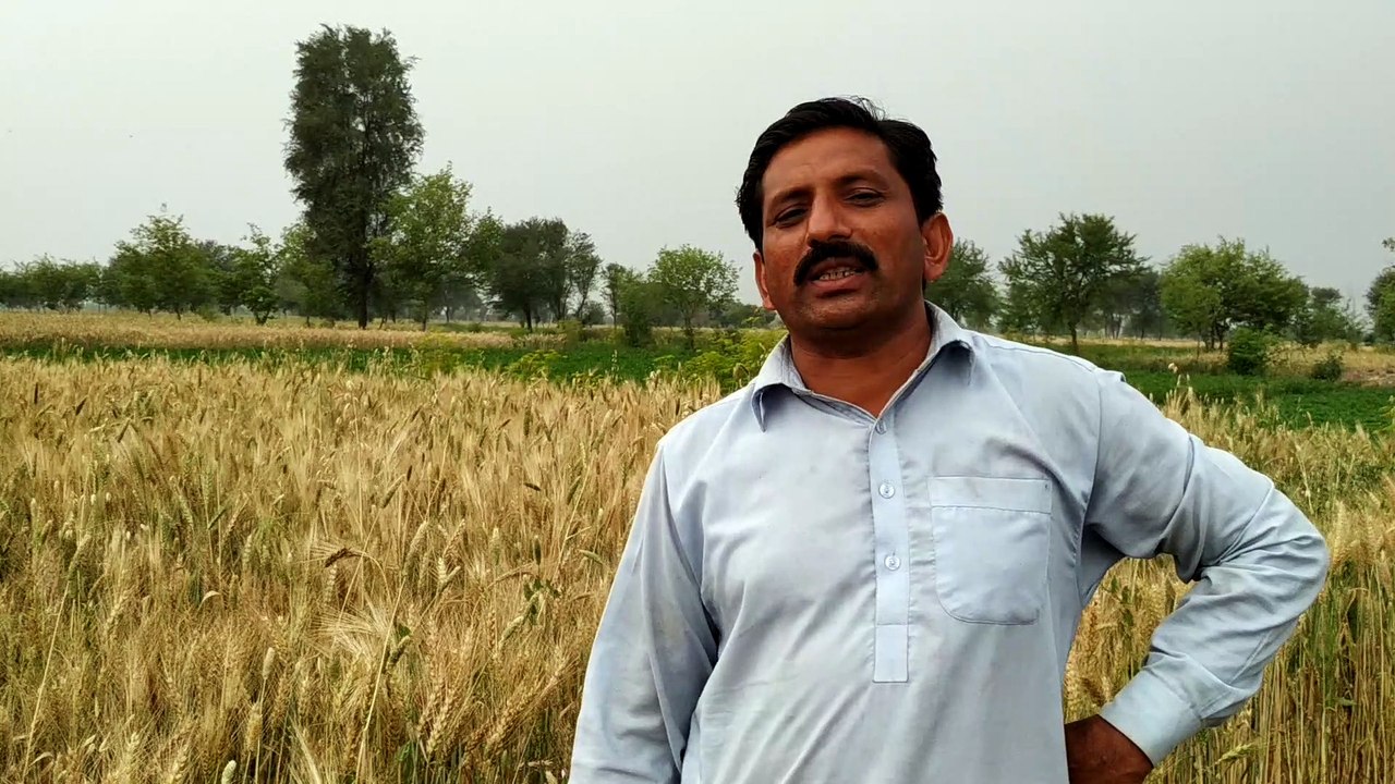 Wheat Crop Season 2021