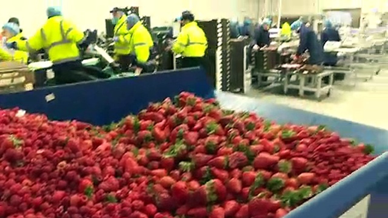 Briten droht 'Brexodus' der Erntehelfer