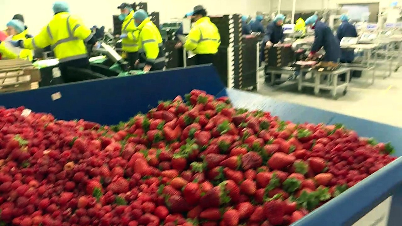 Briten droht 'Brexodus' der Erntehelfer