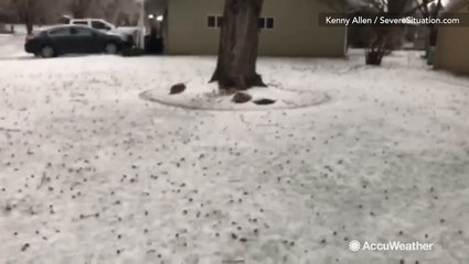 Thick ice weighing down on trees in this neighborhood