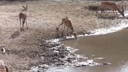 When you mess with the wrong animal (Animals saved by miracle)   Top Recopilación 2018[1]