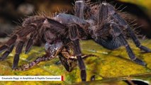 Nightmare-Inducing Image Shows Amazon Spider Eating Frog For Dinner