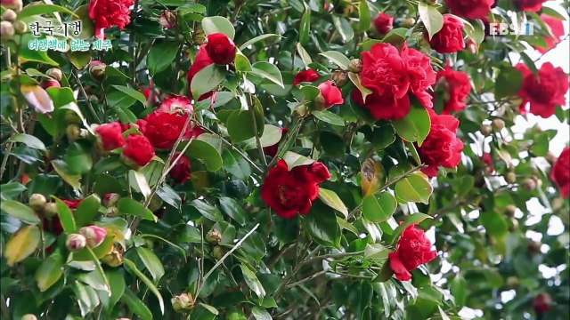 한국기행 - Korea travel_여행책에 없는 제주 5부- 봄이 오면 나는 좋아_#001