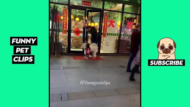 Funny Cute Animals: Tik Tok Pets #64