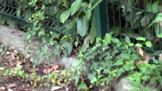 LES PROMENADES DE MICHOU W-D.D. - 10 AVRIL 2019 - PAU - PROMENADE DANS LE QUARTIER TRESPOEY ET PRÉSENTATION DE LA RÉSIDENCE DE FRANCE