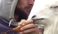Keçi ile ekmek kavgası izlenme rekorları kırdı