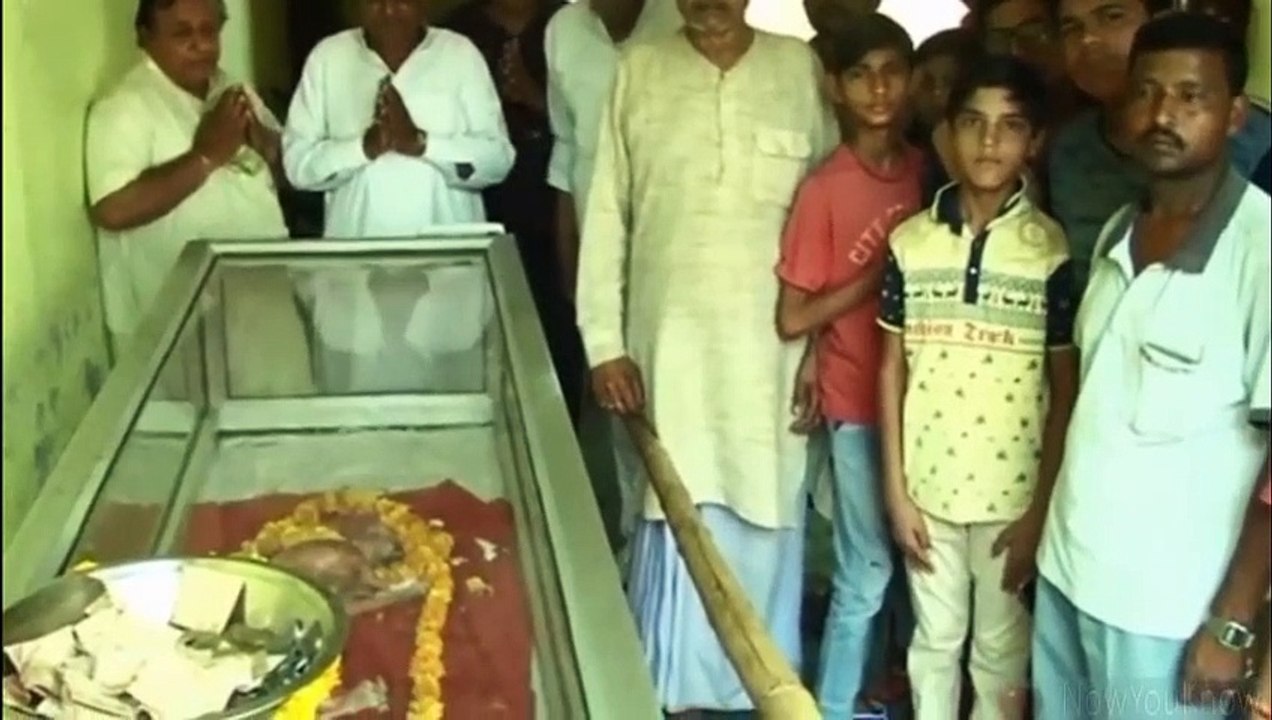 Calf Born With Human Face Worshipped As Hindu God