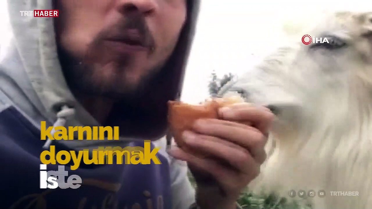 Rizeli gencin keçiyle ekmek kavgası