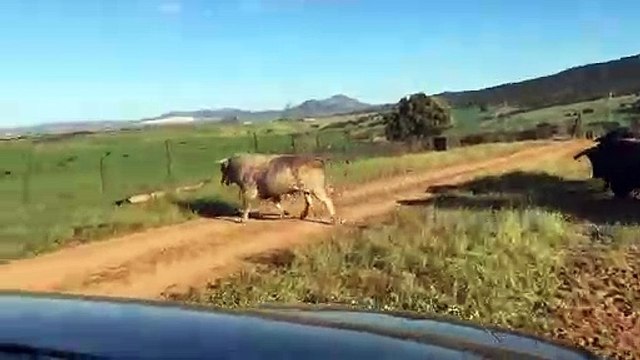 Feria de Dax : combien coûte un toro ou un torero ?