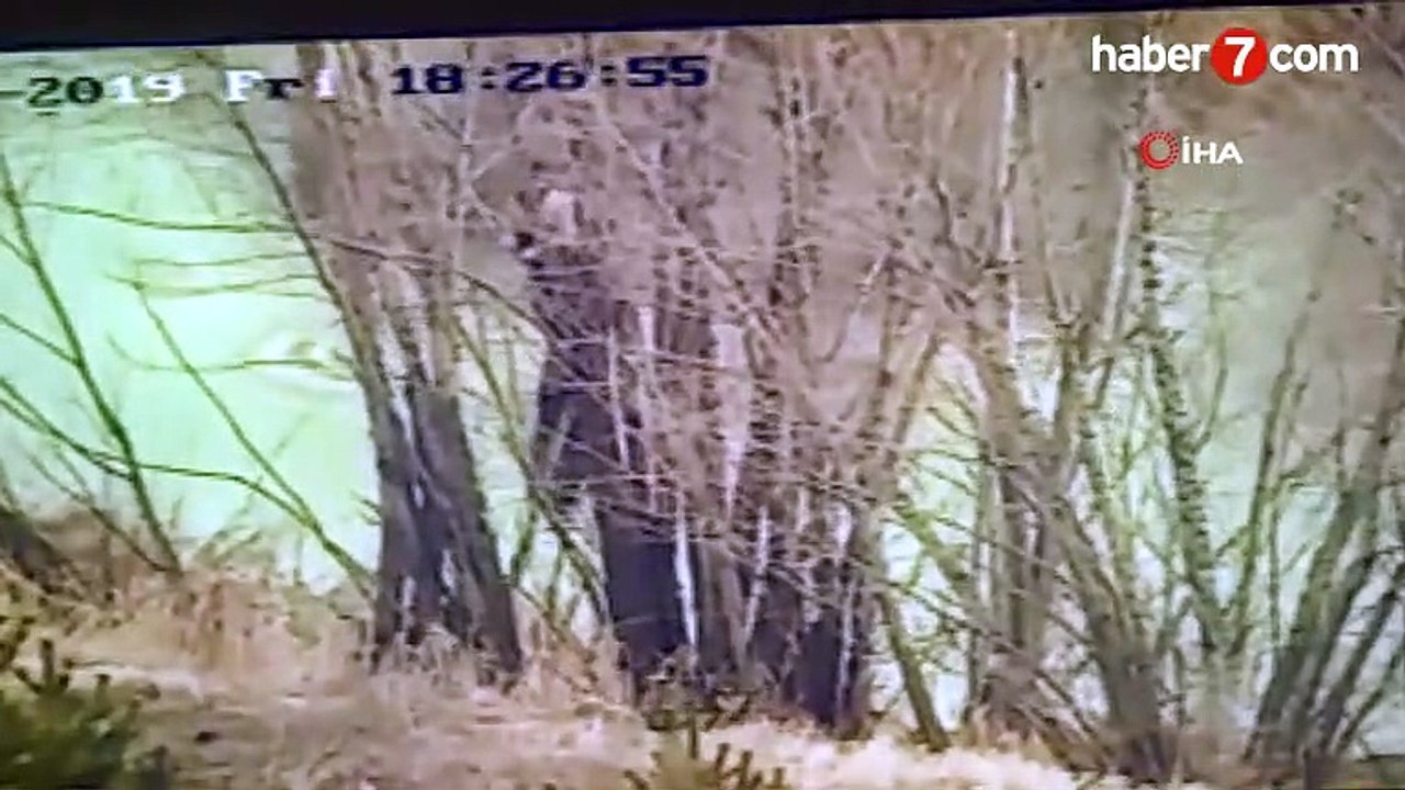 Avcı domuzdan, domuz avcıdan kaçtı - Video 7