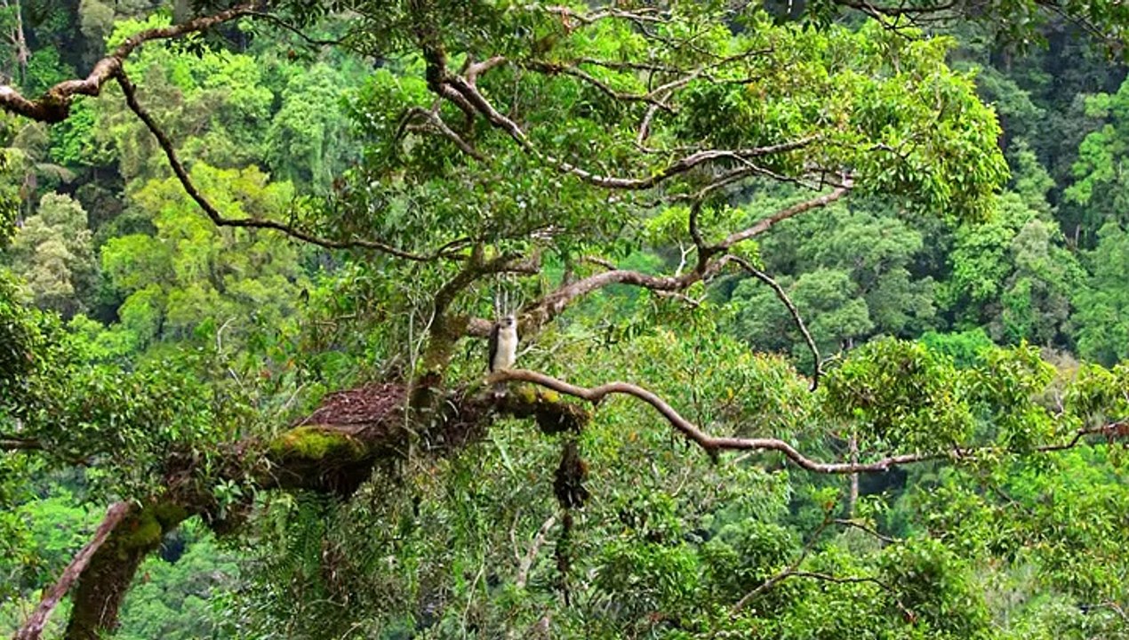 7f_Our.Planet.S01E03.Jungles.720p.N